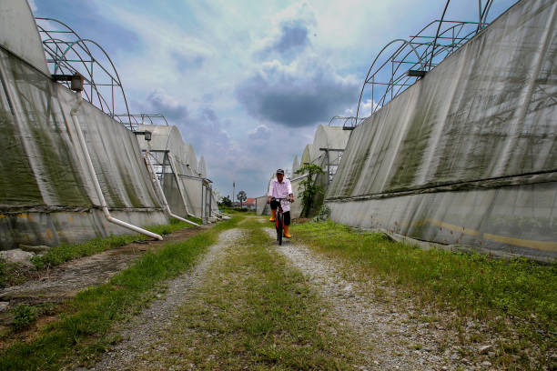 A Bangladeshi male farmer is cycling in agriculture greenhouse in Malaysia