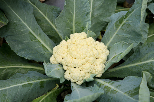 Cauliflower in agriculture greenhouse in Malaysia