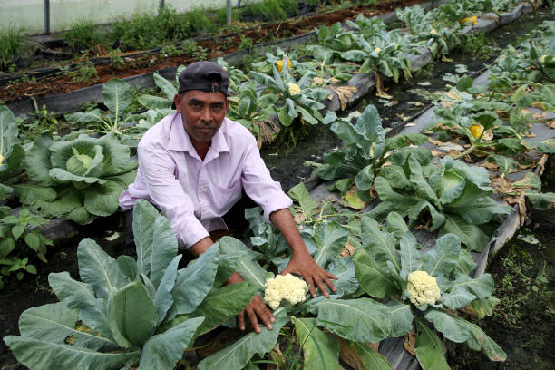 istock Agriculture Greenhouse 1479129259