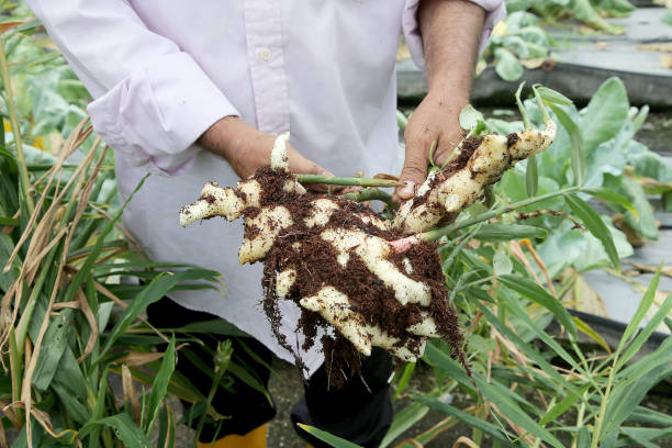 Agriculture Greenhouse A Bangladeshi male farmer is harvesting young ginger in agriculture greenhouse in Malaysia ginger stock pictures, royalty-free photos & images