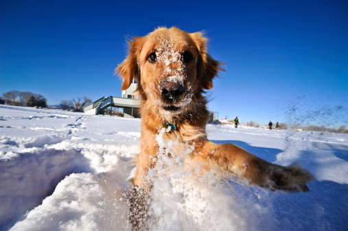 Golden Retriever in Winter