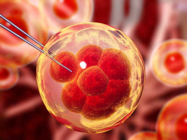 유전 공학, gmo 및 유전자 조작 개념. 유전 공학 분야의 하이테크 기술 - embryology 뉴스 사진 이미지