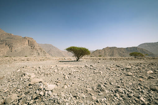 lonely desert tree in the landscape of musandam peninsula in the sultanate of oman.