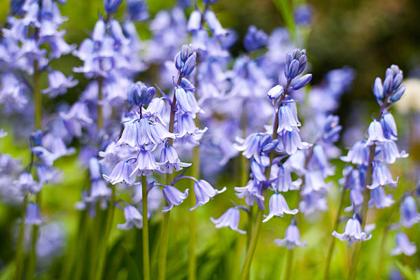 Bluebells A carpet of bluebells taken in Hertfordshire, England. Shallow depth of field. bluebell photos stock pictures, royalty-free photos & images