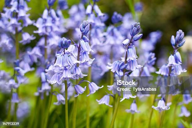 Bluebells Stock Photo - Download Image Now - Bluebell, Woodland, Beauty In Nature