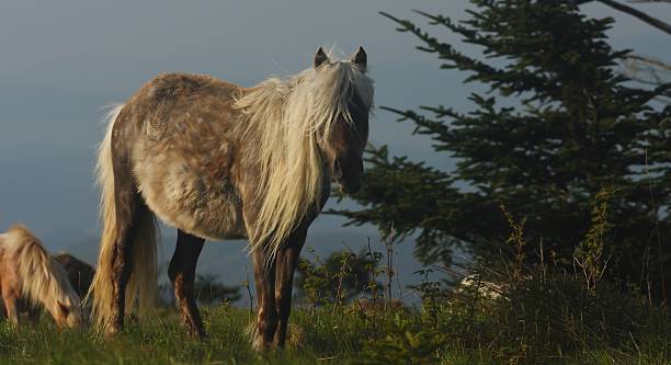 wild horses of the Appalachian trail stock photo