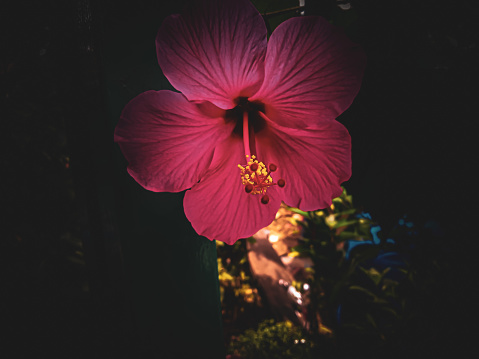 hibiscus flower on a dark background. selective focus