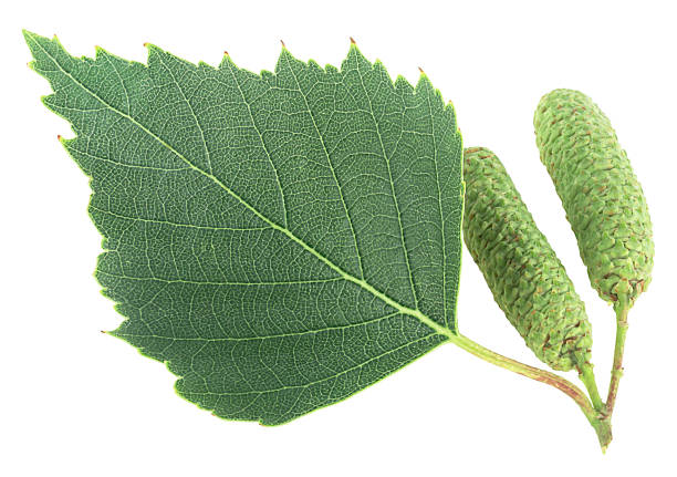 foglia di betulla verde e amenti isolati su uno sfondo bianco. betulla bianca europea. - betulla dargento foto e immagini stock