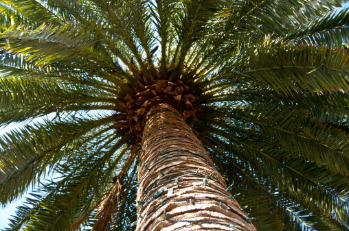 POV Loop up Coconut Palm Trees With Blue Sky