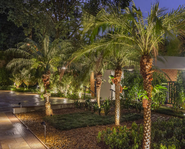 istock Beautiful modern garden with palm trees 1479136333