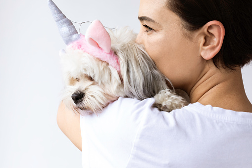 Female is holding white Maltese Shih Tzu dog wearing unicorn costume in front of white background