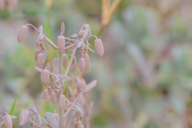 Kalanchoe is a genus of about 125 species of tropical, succulent plants in the stonecrop family Crassulaceae, mainly native to Madagascar and tropical Africa.