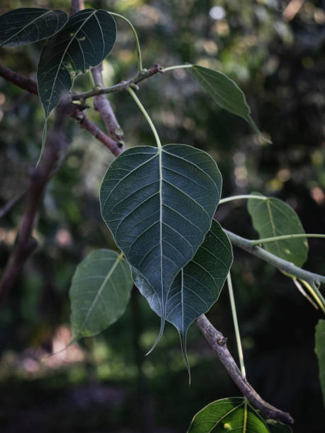 Leaf of the Sacred Fig Front Shot of the Leaf of the plant Sacred fig also known Banyan Tree banyan tree peepal tree leaf stock pictures, royalty-free photos & images