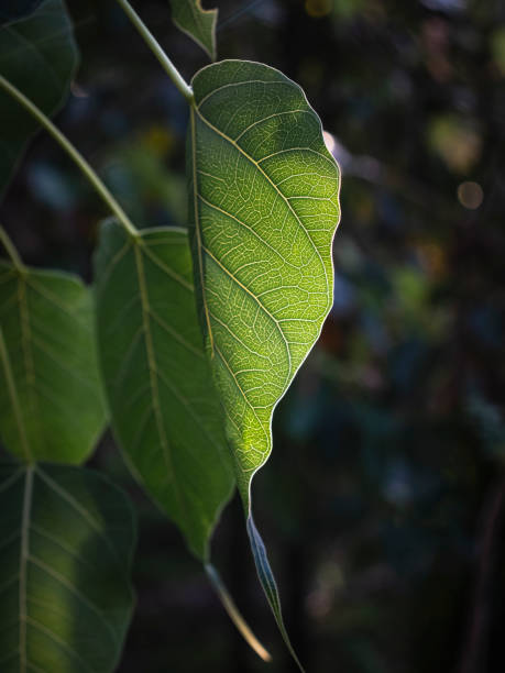 Leaf Veins of Sacred Fig The Visible Leaf vein and pattern of the Sacred fig Leaves due to Golden Hour Sunlight banyan tree peepal tree leaf stock pictures, royalty-free photos & images
