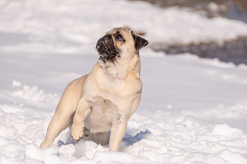 A pug dog looks at the camera. Close-up of a pug in the snow.