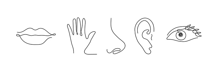 Five human senses one line drawing set. Touch, smell, taste, look, hear icon. 5 five types symbols. Vector illustration