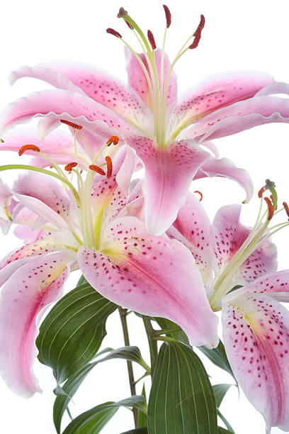 istock Pink lily flower over white background 147914006