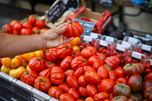 Man hand holding fresh tomato on a market place. Chef Buying Tomatoes at organic grocery store