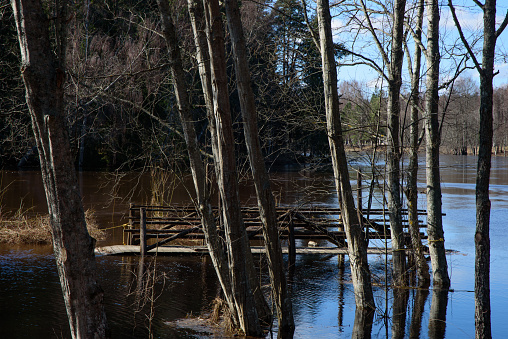 a flooded river with trees, where a pedestrian bridge can be seen in the water on a sunny spring day
