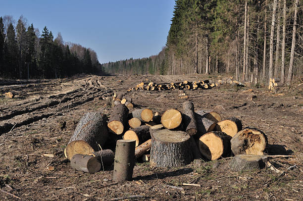 deforested área com pilhas de registo - cutting tree moving down bark imagens e fotografias de stock