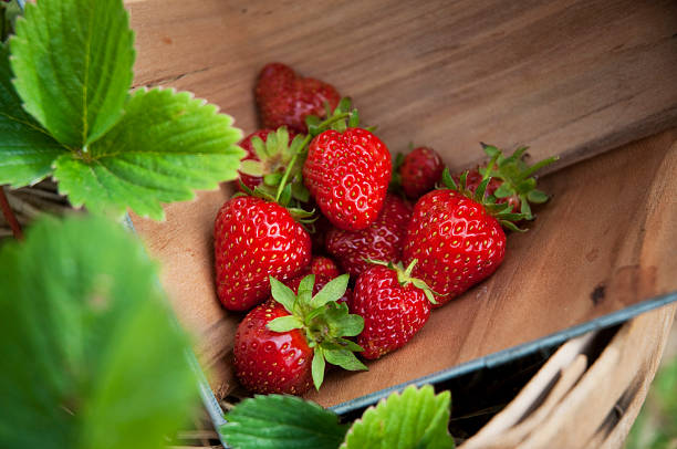 istock Fresh Strawberries in the Garden 147914277