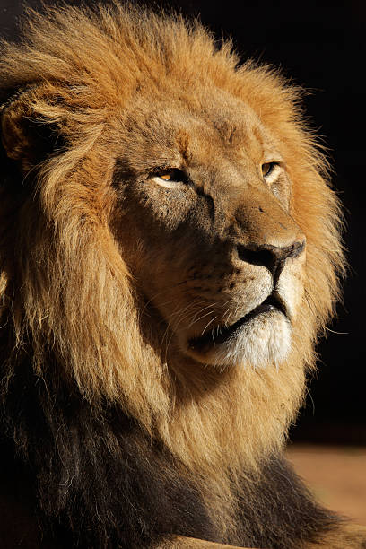 istock Big male African lion 147914300