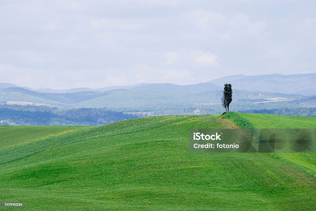 Ciprés solitario, green valley y azul cielo con espacio de copia - Foto de stock de Agricultura libre de derechos