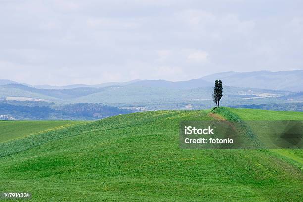 Ciprés Solitario Green Valley Y Azul Cielo Con Espacio De Copia Foto de stock y más banco de imágenes de Agricultura