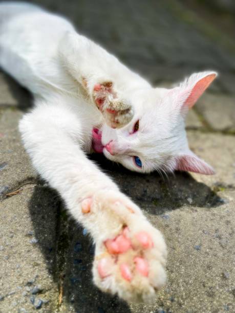 White van cat and colorful eyes
