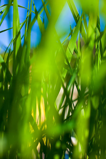 long de hay - long leaf grass blade of grass imagens e fotografias de stock
