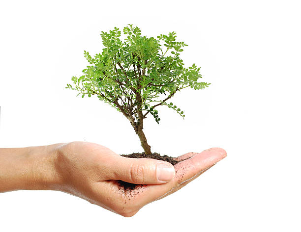 작은 나무 - development tree human hand bonsai tree 뉴스 사진 이미지