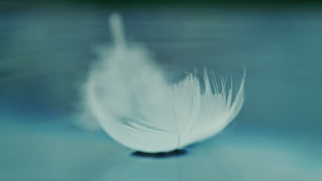 Super slow motion white feather falling on blue water surface