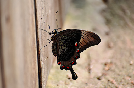 a butterfly that landed on a wooden fence.