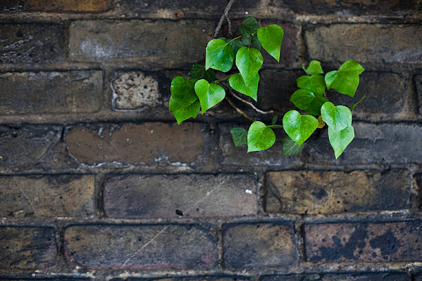 pared - foto de stock