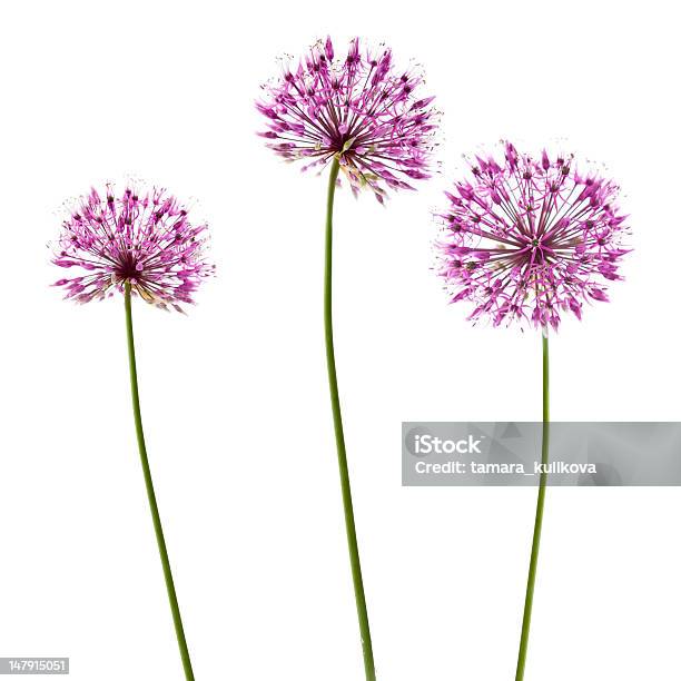 Photo libre de droit de Trois Flowerheads Allium Décoratifs banque d'images et plus d'images libres de droit de Ail - Liliacées - Ail - Liliacées, Arbre en fleurs, Beauté