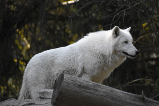 a beautiful white wolf was in a forest near his habitat.