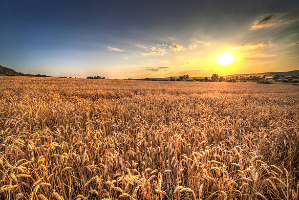 istock Sunset landscape in Poland 147915186