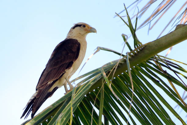 istock Yellow-headed Caracara (Milvago chimachima) perched on coconut palm straw 1479152995