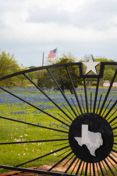 テキサス bluebonnets - texas tea ストックフォトと画像