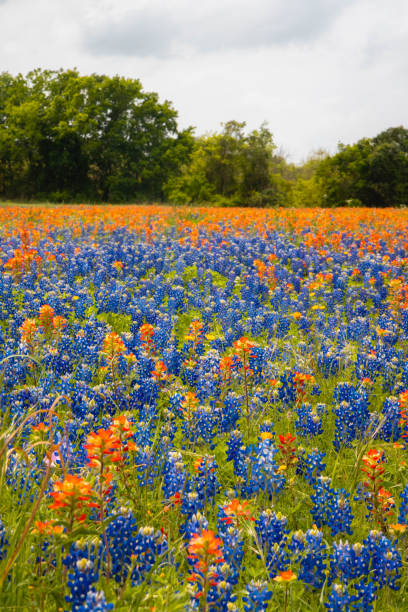 texas bluebonnets - texas tea zdjęcia i obrazy z banku zdjęć