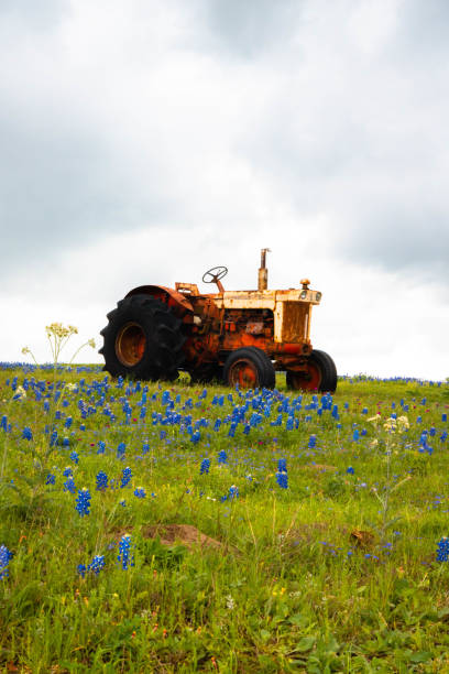 bluebonnets de texas - texas tea fotografías e imágenes de stock