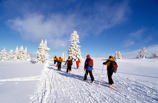 Cross country skiers against a background of snow wrapped firs and a clear blue sky in Norway, Europe