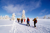 Cross country skiers against a background of snow wrapped firs and a clear blue sky