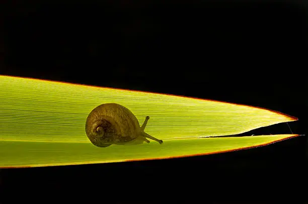 Photo of Snail on a leaf.