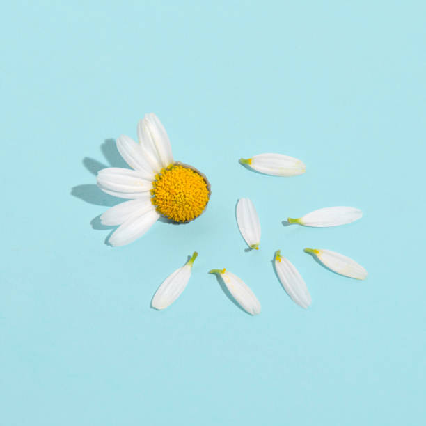 660+ She Loves Me She Loves Me Not Stock Photos and Royalty-Free