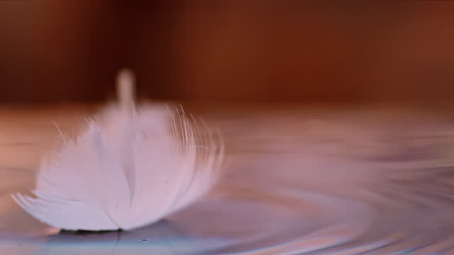 Super slow motion white feather falling on water surface
