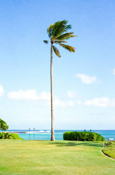 palmier tropical - maui beach palm tree island photos et images de collection