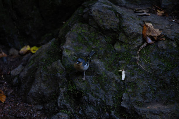 pinzón común fringilla coelebs sentados sobre una piedra - melodious warbler fotografías e imágenes de stock