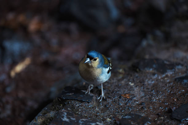 pinzón común fringilla coelebs sentados sobre una piedra - melodious warbler fotografías e imágenes de stock