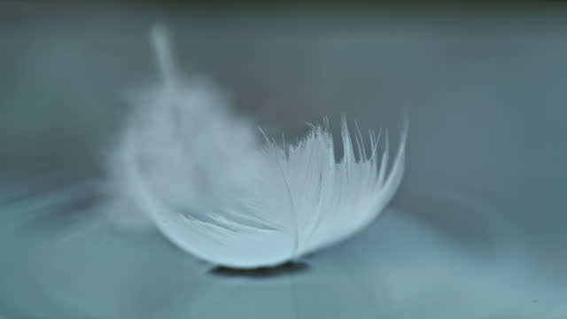 Super slow motion white feather falling on blue water surface